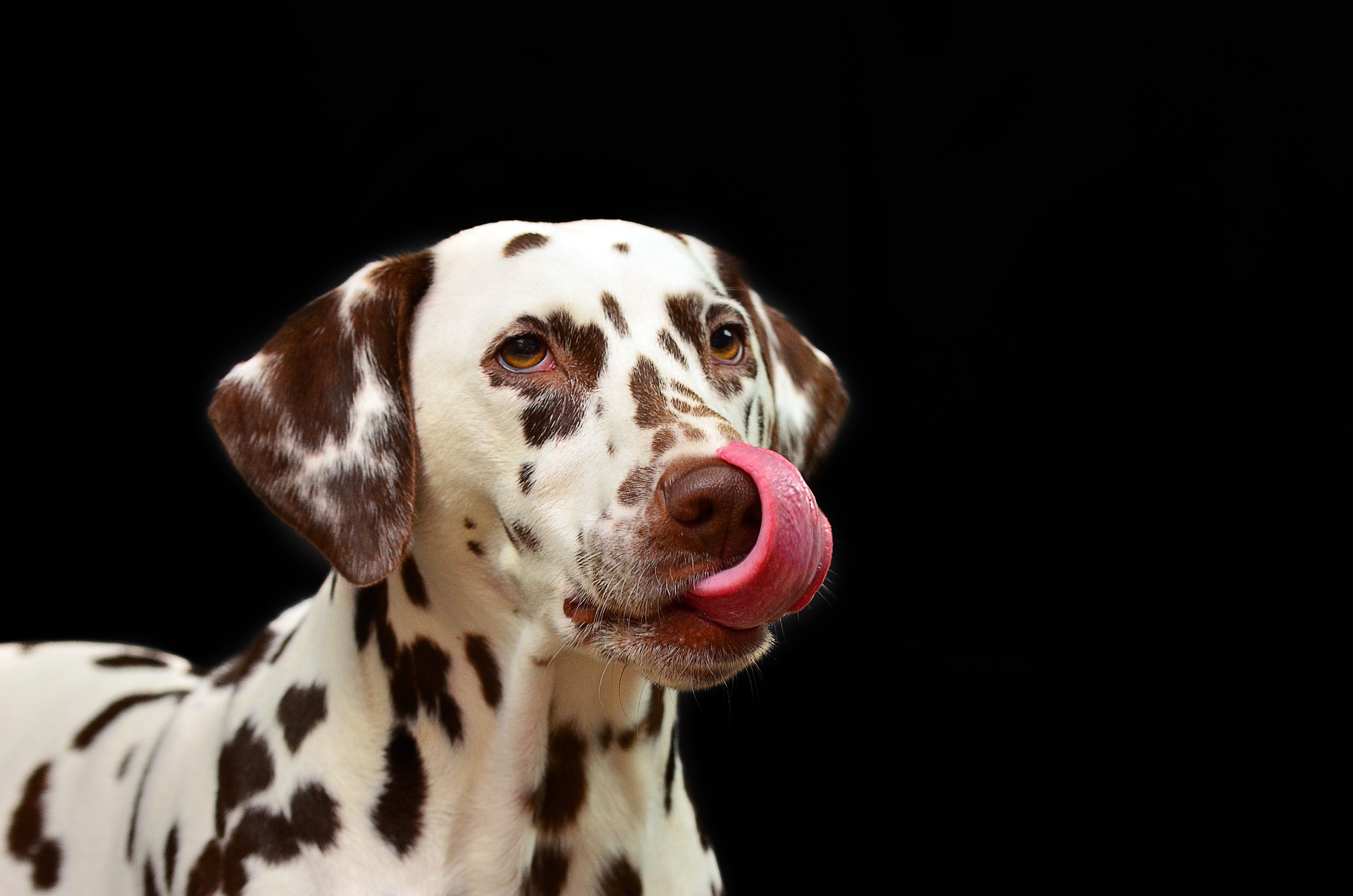 Les coordonnées d’ Animaux Santé à TOURS